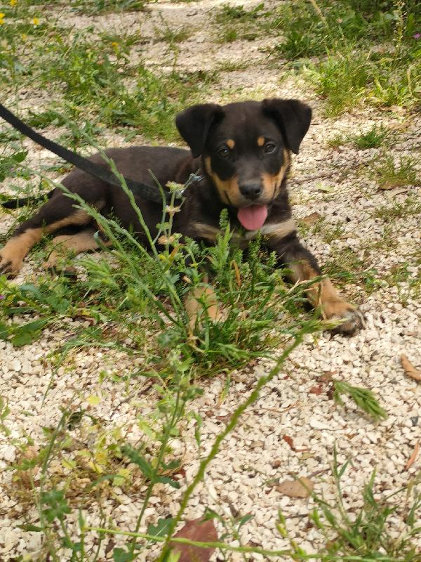 🐶 “Dodo, un cucciolo che non vuole crescere invisibile” Foto 6